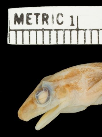 Media type: image;   Herpetology A-32114